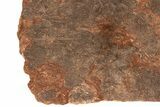 / Foot Wide Fossil Crinoid (Scyphocrinites) Plate - Morocco #215237-4